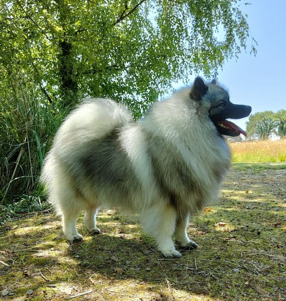 Themis De Luna Canis Lupus