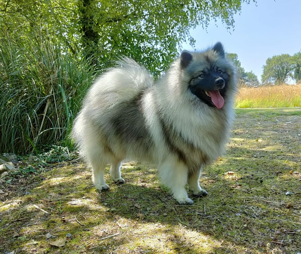 Themis De Luna Canis Lupus