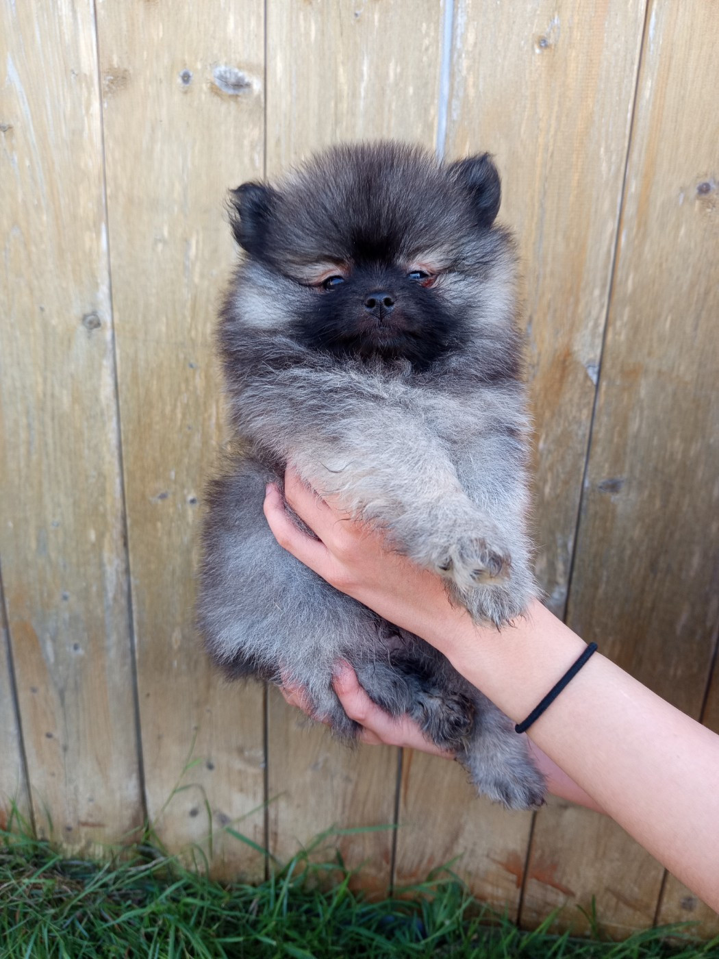 Des Ames Du Ouija - Chiots disponibles - Spitz allemand
