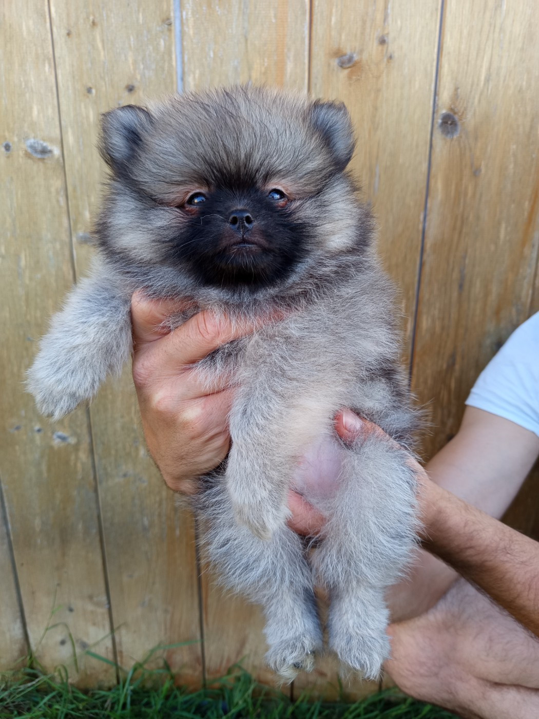 Des Ames Du Ouija - Chiots disponibles - Spitz allemand